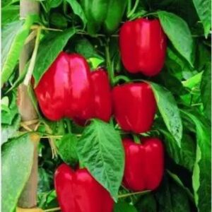 Перец сладкий Калифорнийское чудо