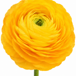 Ранункулюс GIALLO — солнечно-желтый