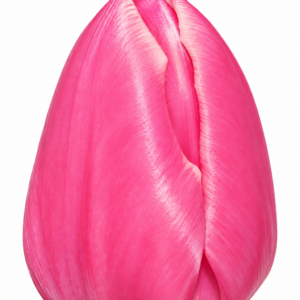 Тюльпан Jumbo Pink